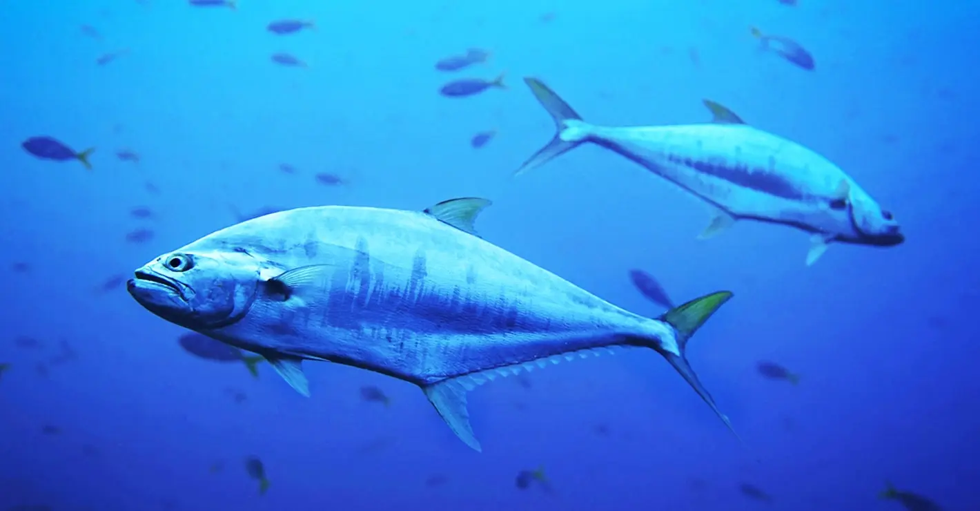 O espetacular regresso do atum à Dinamarca