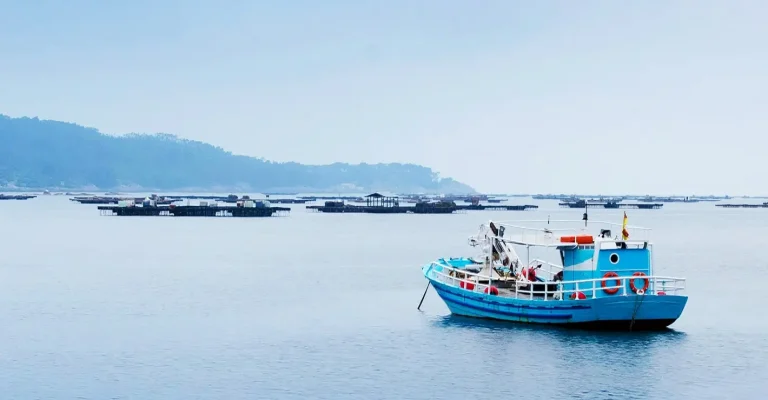 O espetacular regresso do atum à Dinamarca